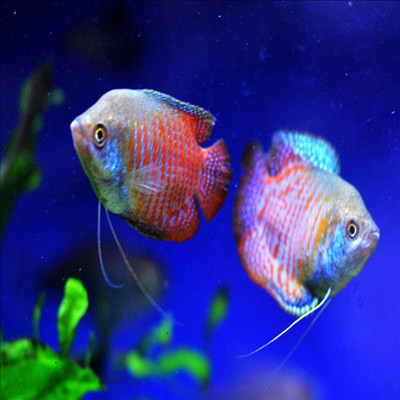 观赏鱼活体五彩丽丽鱼红蓝丽丽鱼淡水耐养的鱼易养耐活群游冷水鱼