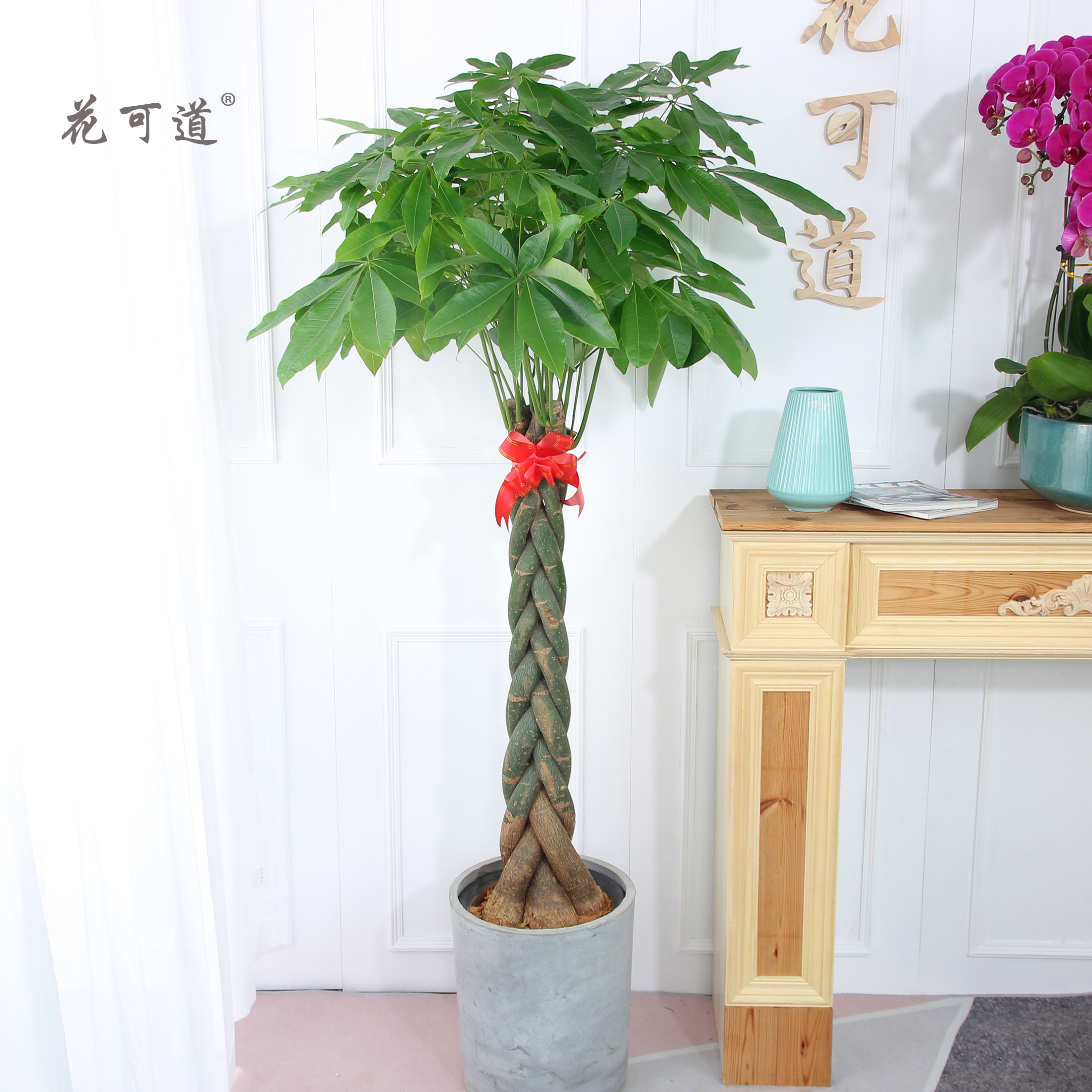 开业庆典乔迁发财树盆栽大型植物绿植花卉天津速递同城送公司客户