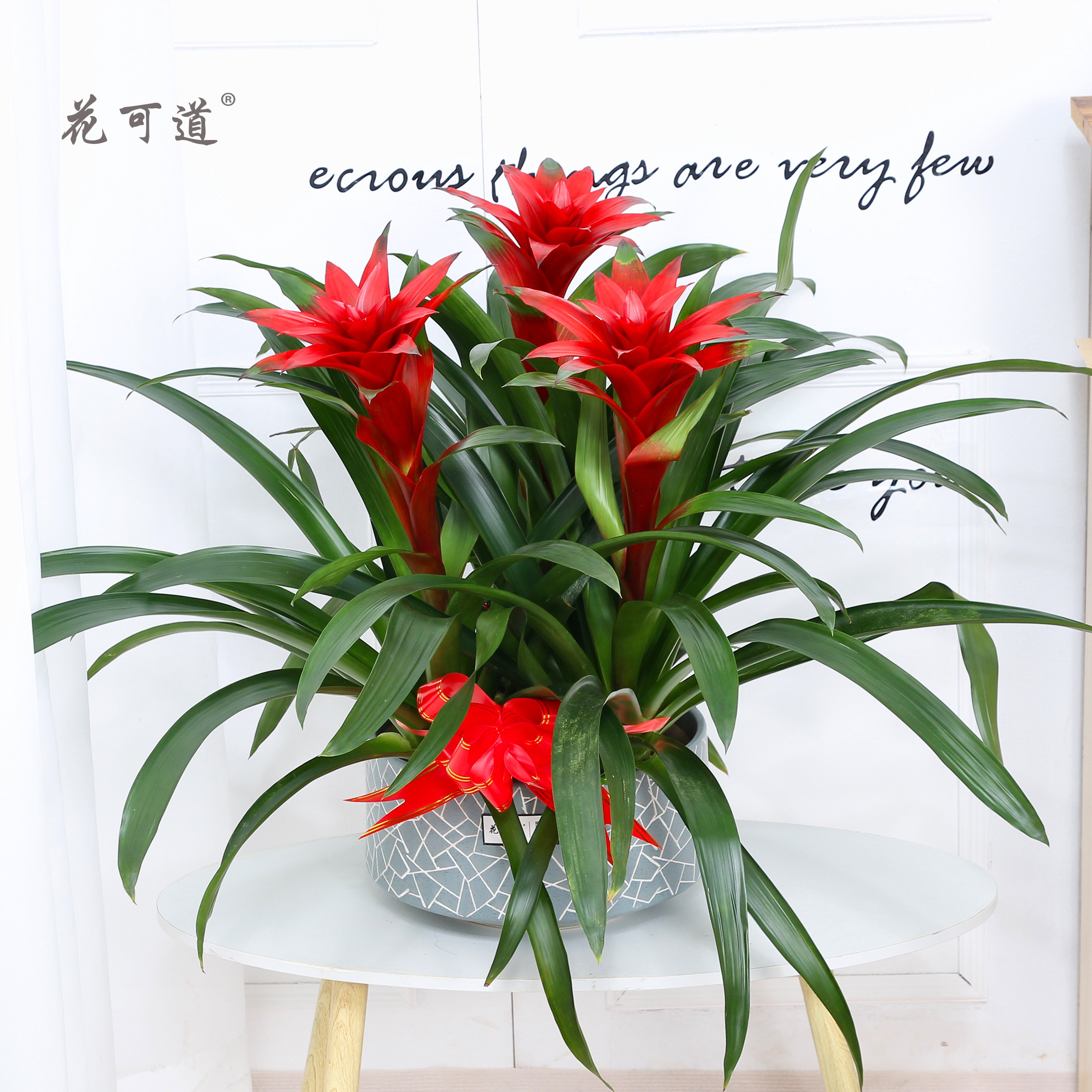 鸿运当头盆栽凤梨菠萝天津同城年宵花卉开业春节大型绿植