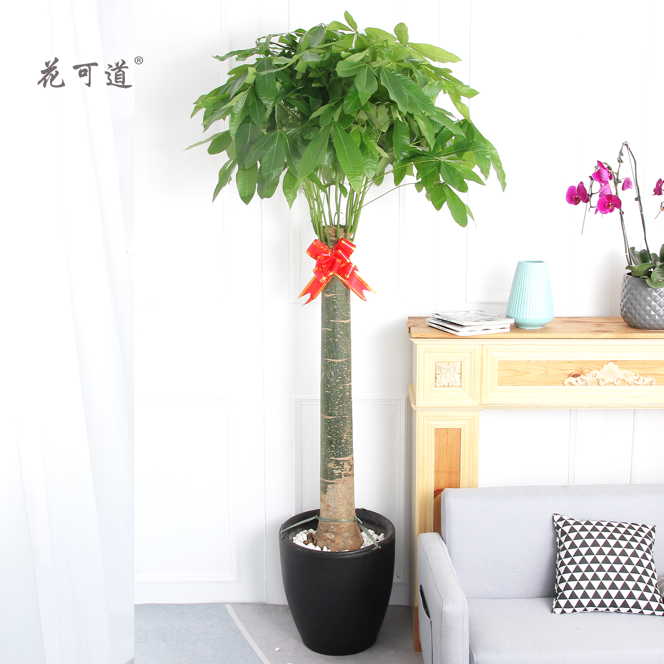 开业庆典乔迁发财树盆栽大型植物绿植花卉天津速递同城送公司客户