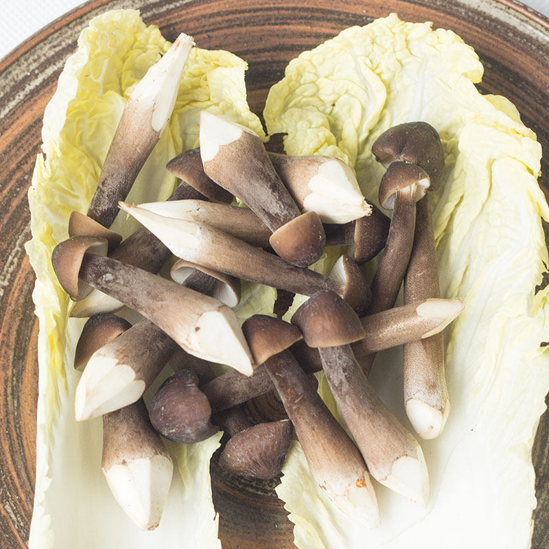 新鲜食用黑皮鸡枞250g菌菇菌类蘑菇mushroom火锅新鲜松茸