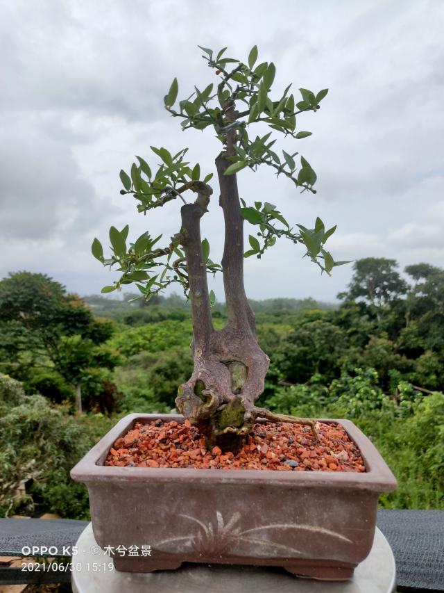 树桩金豆盆景老桩造型中小小品素材肉坨疙瘩绿植