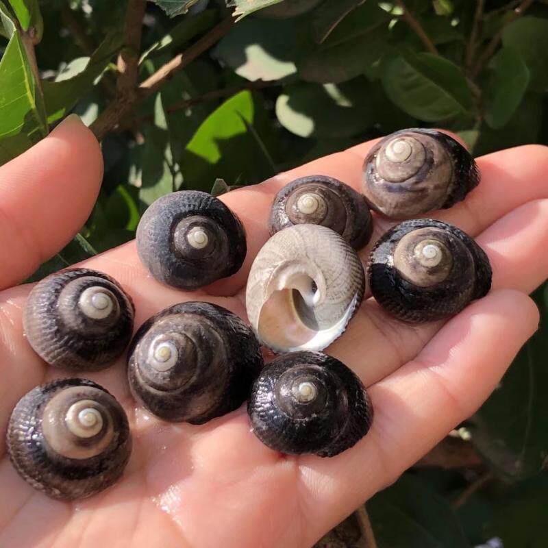 包邮天然小玫玫瑰钟螺海螺贝壳鱼缸水族装饰海螺