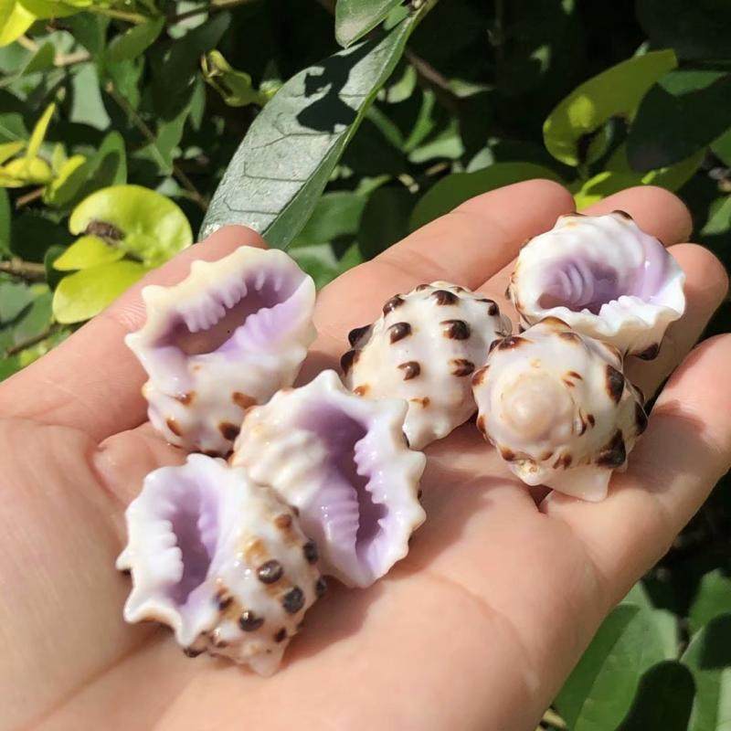 贝壳海螺包邮天然紫口岩螺紫色寄居蟹窝鱼缸海螺
