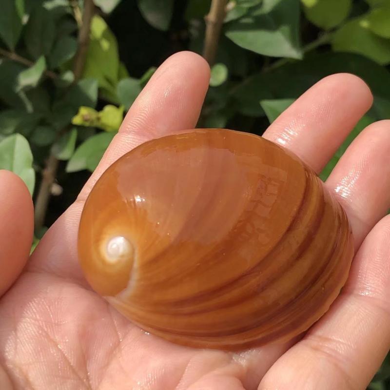 天然贝壳海螺蜗牛棕色猫眼螺地台装饰收藏鱼缸海螺