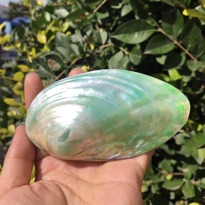 珍珠天然贝壳海螺蚌壳绿色彩色扇贝家居家居装饰海螺