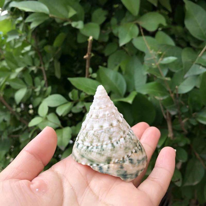 绿塔宝塔螺绿天然贝壳海螺鱼缸造景水族装饰海螺