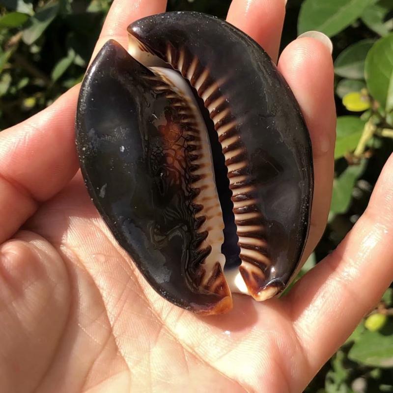 天然稀有海螺贝壳龟甲宝螺标本手把鱼缸造景海螺