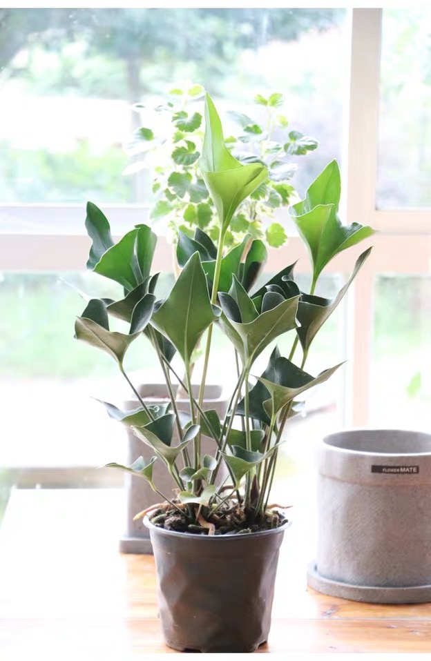 国王可水云南易养喜阴耐寒土培培可绿植盆景绿植