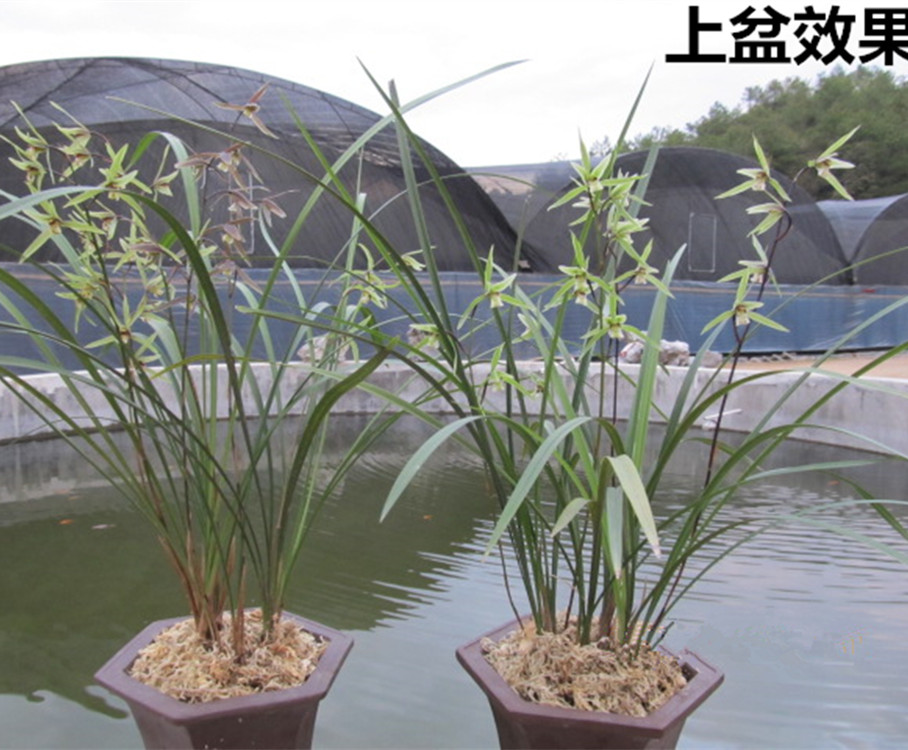 细叶寒兰带花苞宸晟兰花苗建兰四季兰墨兰春兰蕙兰阳台绿寒兰盆栽图片