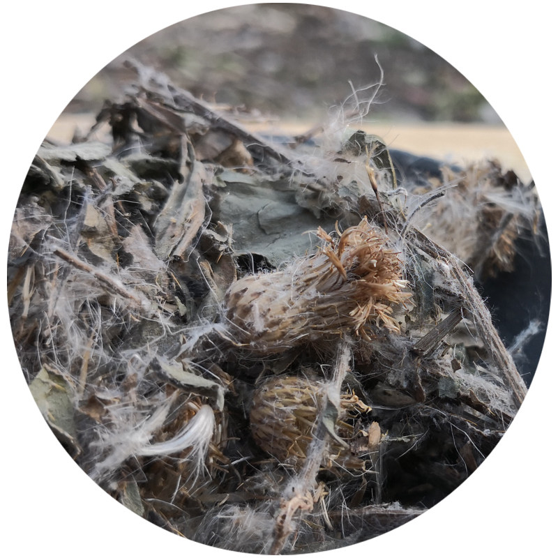 小蓟秦岭新鲜刺菜刺儿菜刺角芽野菜根全草鼻血其他药食同源食品