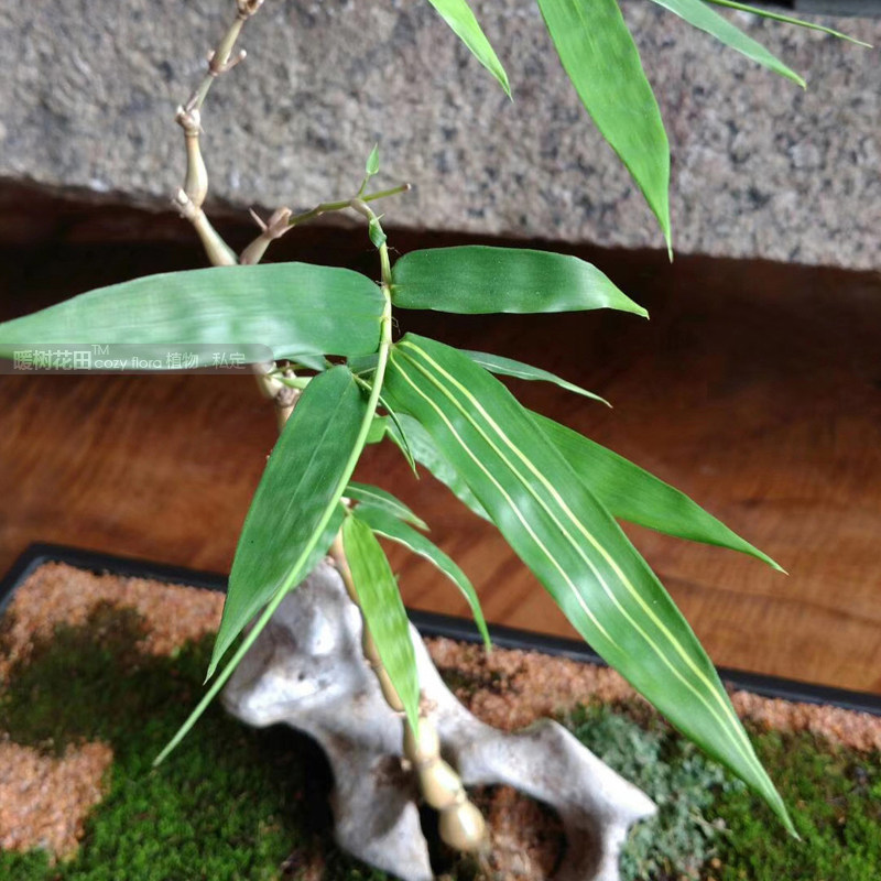 簕竹佛肚罗汉竹大造型文人竹书房办公办公室室内大型绿植