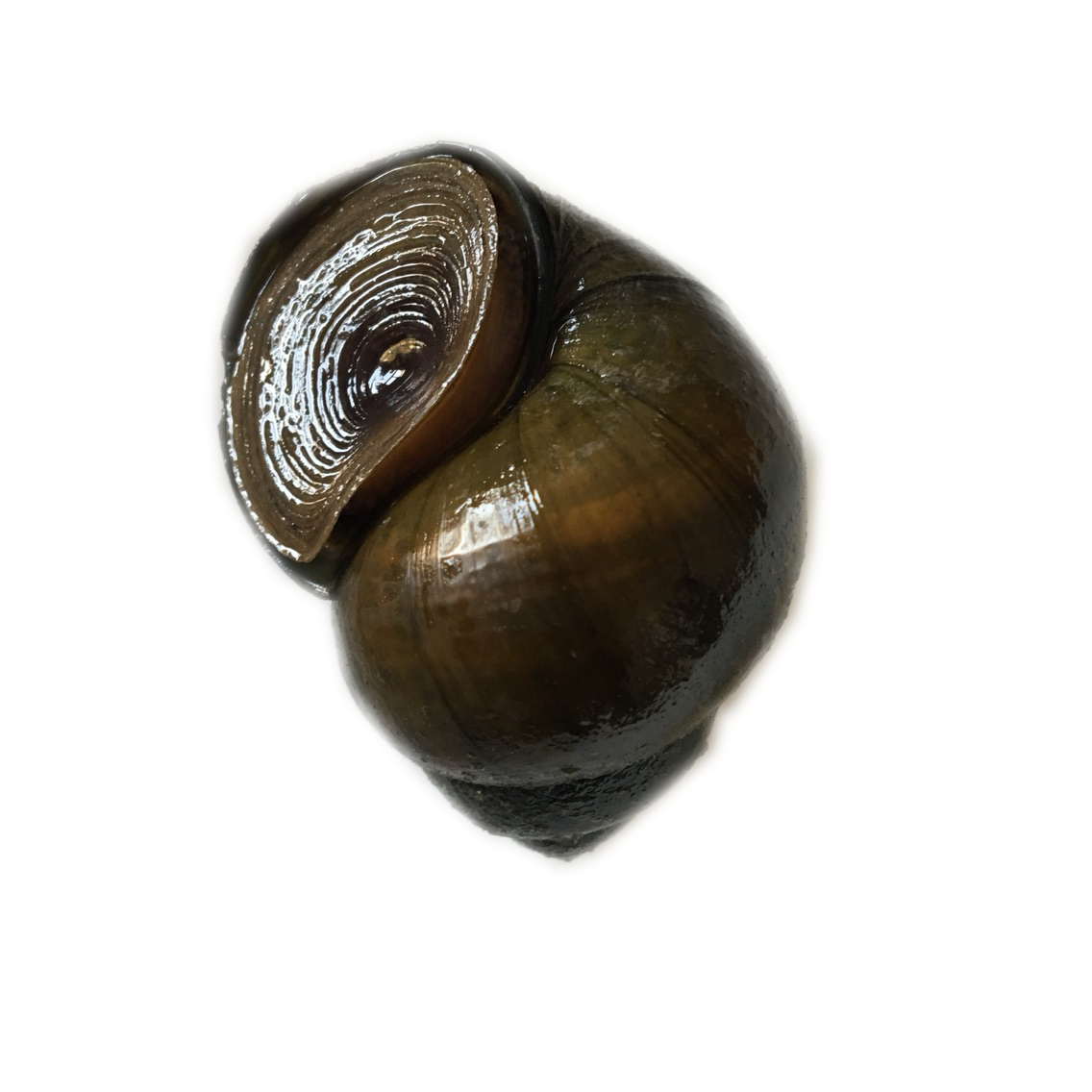 特大田螺活体水族宠物鱼缸除藻淡水冷水观赏原生清道夫包活包邮