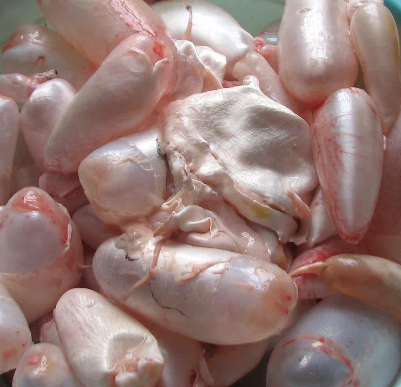 新鲜鲤鱼鲢鱼鱼肚鱼泡鱼胶山东微山湖淡水鲜活其它