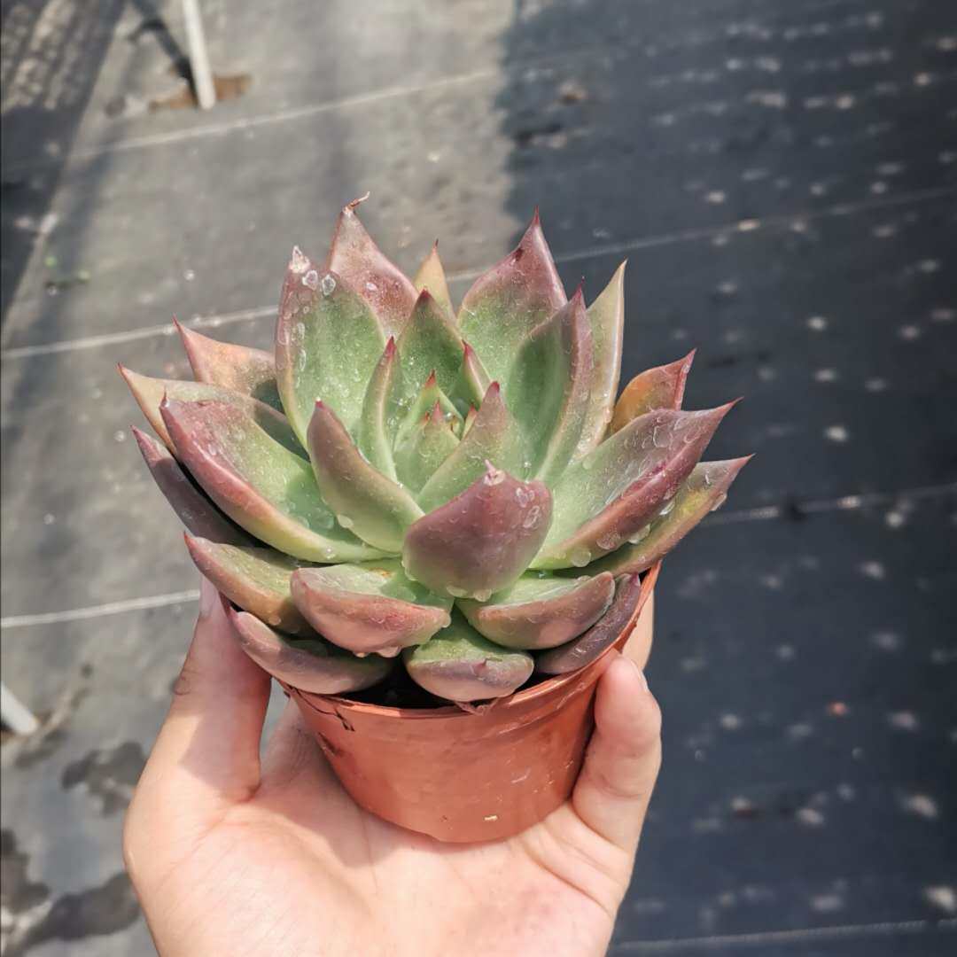 胜者骑兵多肉植物冬云防辐射净化空气花卉多肉植物