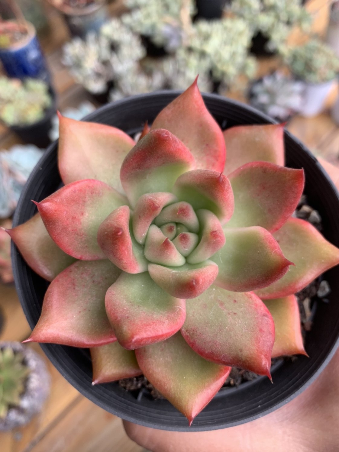 一物一拍精品控养超级弗兰克阿姆斯壮多肉38包邮君多肉植物