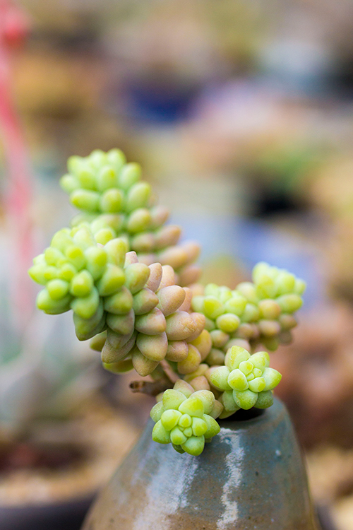 多肉roye植物新玉缀群生老桩多肉植物