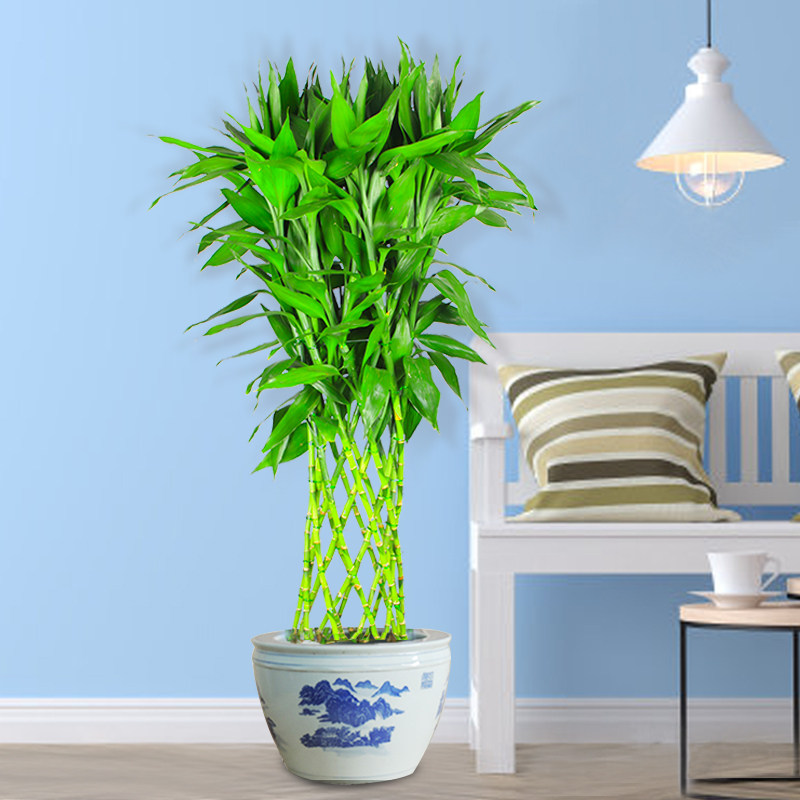 大型富贵富贵竹竹笼净化空气招财转运懒人绿植办公室大型绿植