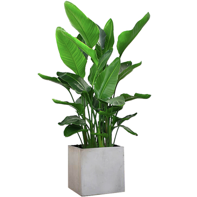 天堂大叶北欧鸟鹤望兰真花耐阴新婚夫妇室内植物办公室客厅大型绿植