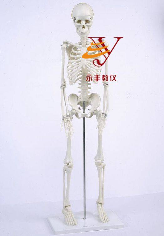 人体儿童骨骼模型84cm小学科学教具拼装生物教学仪器