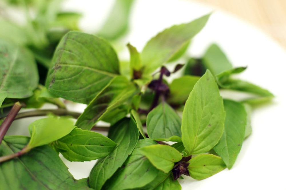 云南新鲜金芥地茭香叶泰国九层塔罗勒披萨金不换冬阴叶菜类