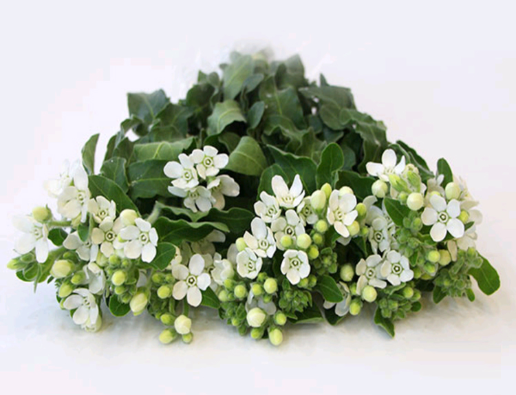 日本进口蓝星鲜花白星花高档花材婚庆配插花上海同城速递一扎10支