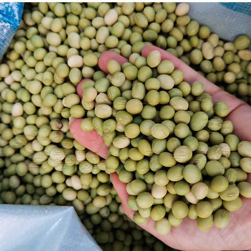 菜种东北绿宝石毛豆种子春季秋季四季高产早熟家庭园艺种子