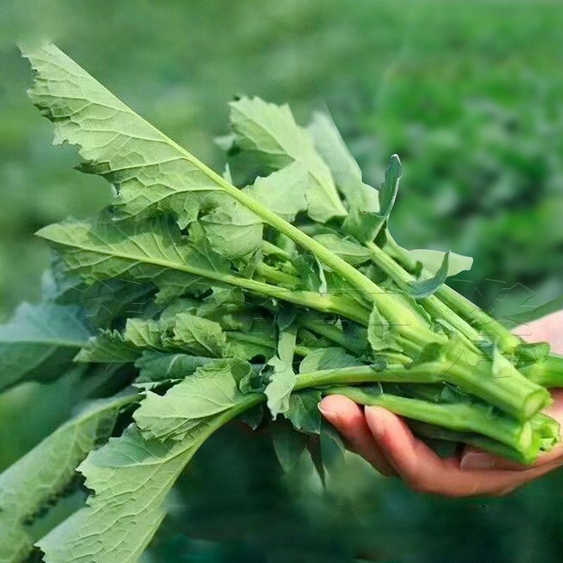 早熟南方莱菜盆栽阳台菜种蔬菜油菜四季春季家庭园艺种子