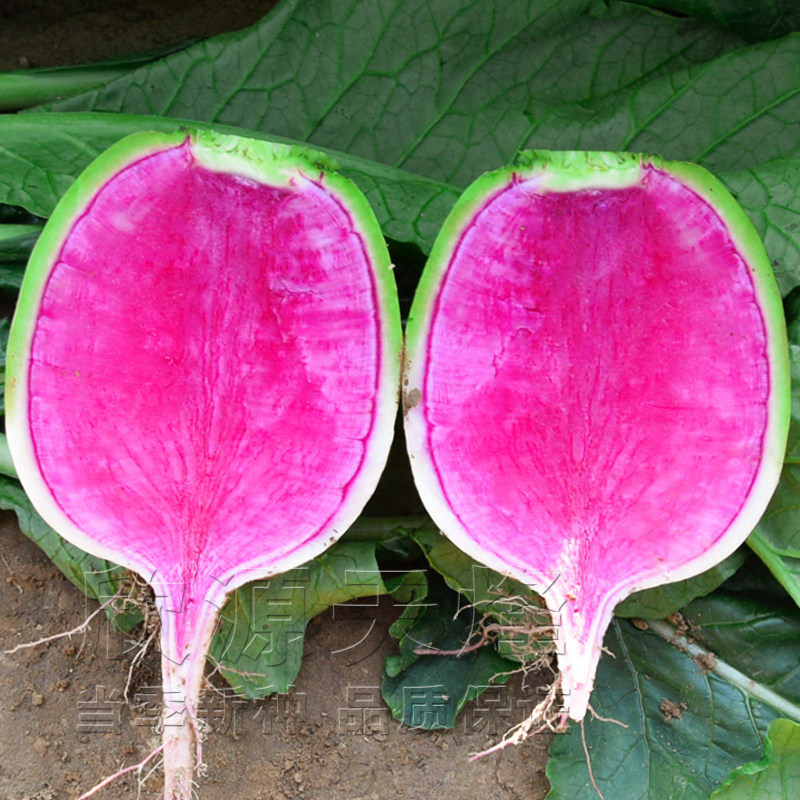 种籽杂交满堂满堂红红萝卜北京心里里美阳台盆栽家庭园艺种子