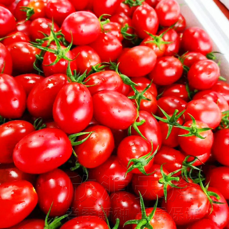 红玉玉女圣女果樱桃番茄种子小西西红柿春秋四季家庭园艺种子