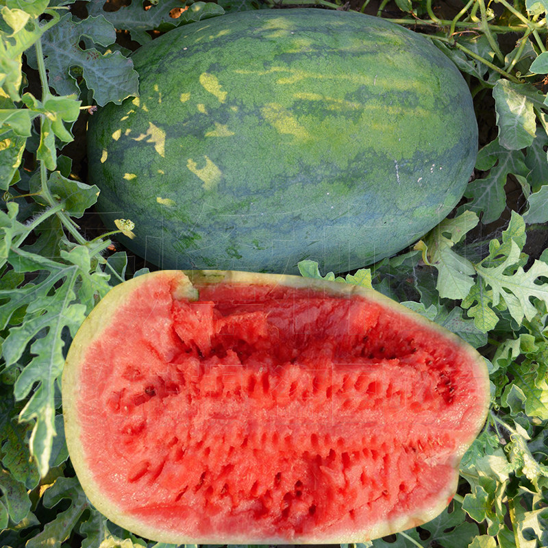 懒汉西瓜种子特大巨型北方超甜水果种籽高产家庭园艺种子