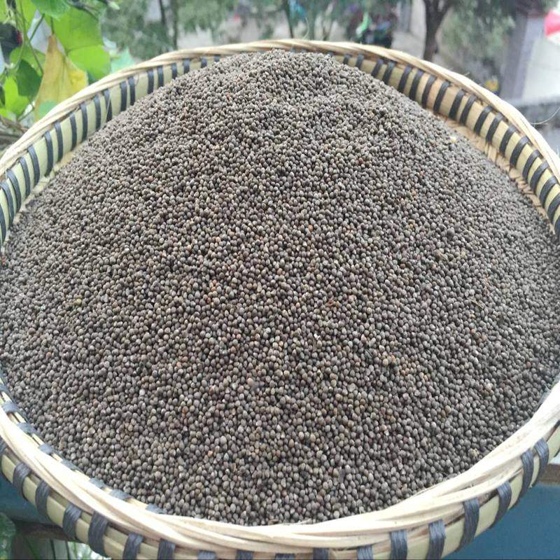 21年新货贵州农家油性酥麻引子紫苏籽紫苏子苏子引子2斤装