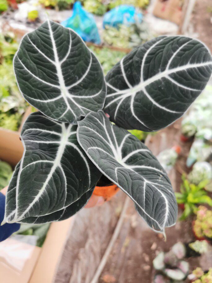 荷兰进口黑天鹅天鹅海blackswantaro带盆绿植室内绿植