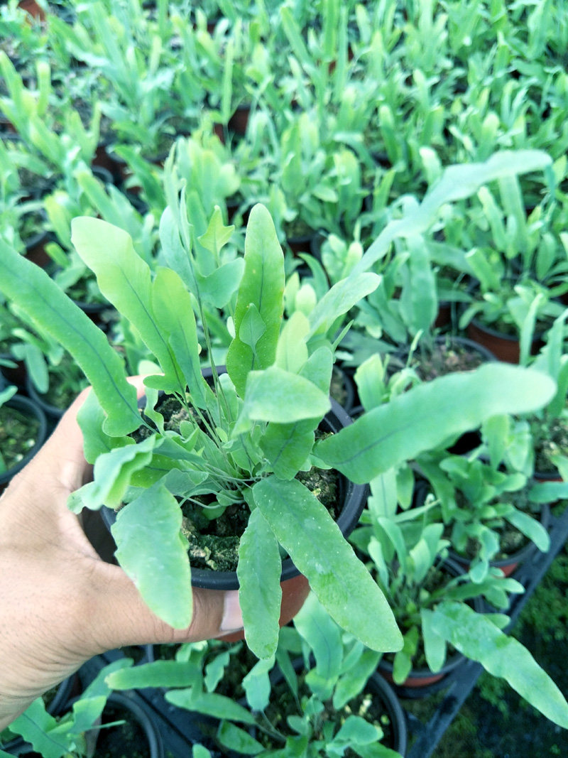 网红蓝星水龙骨 blue star 蓝星蕨绿植 室内植物 桌面盆栽