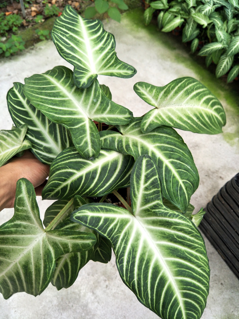 哥伦比亚千年芋乳脉千年芋植物盆栽 室内绿植 桌面盆栽 净化空气