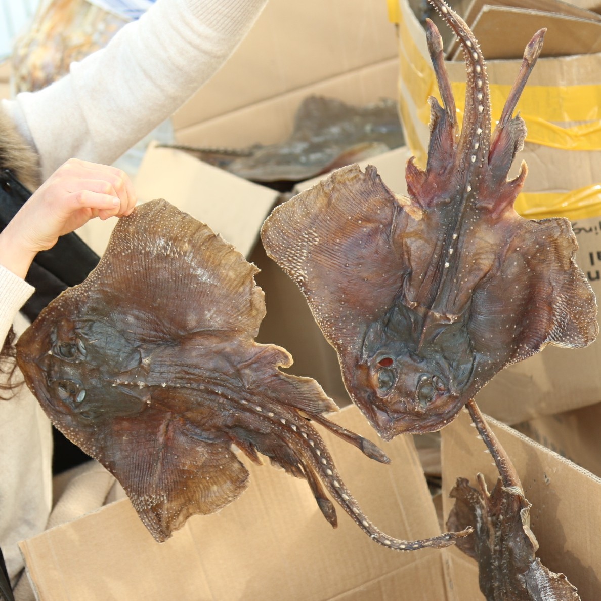 中大老板鱼干黄夫鱼劳子鱼干瑶夫琵琶鱼魔鬼鱼干货一条400克左右