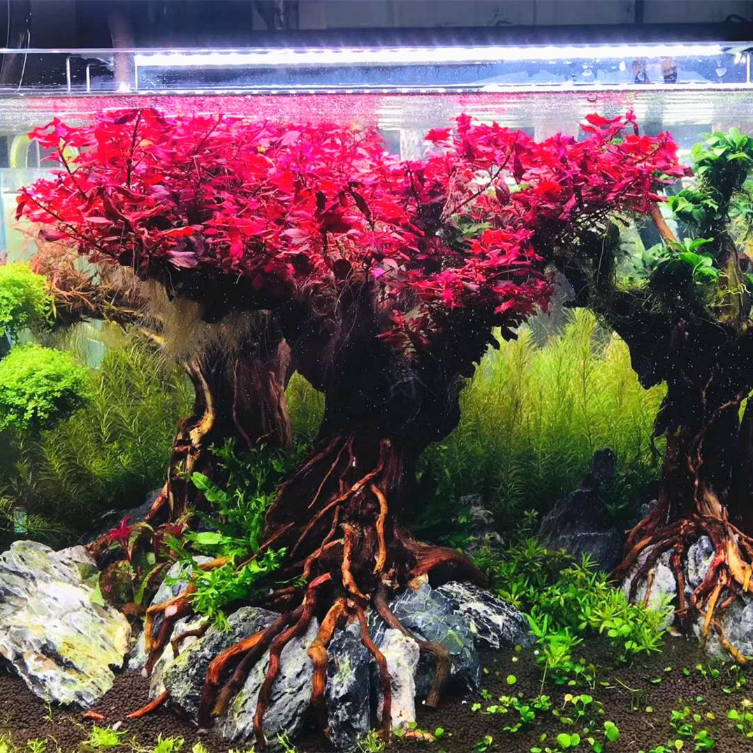 水草火焰森林紫红丁香树香树鱼缸造景装饰底座造景