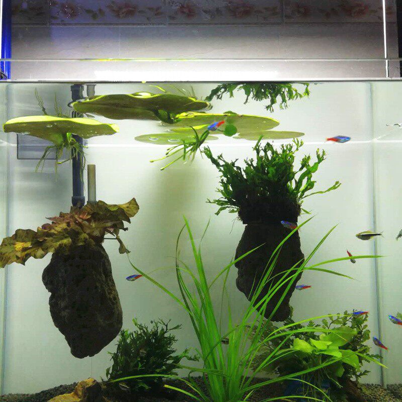 一叶莲水培植植物鱼缸装饰造景浮萍水草造景