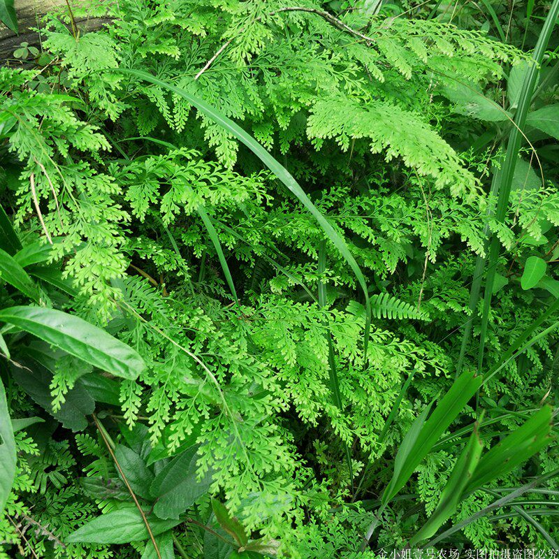 新鲜大叶绿植花卉花草金花草中草药乌蕨凤凰细叶绿植