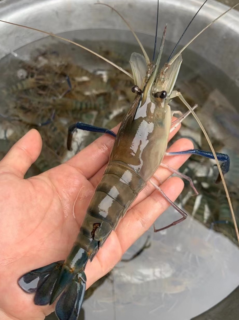 草虾冷水淡水虾苗优质太湖二号青虾长臂大头虾虾