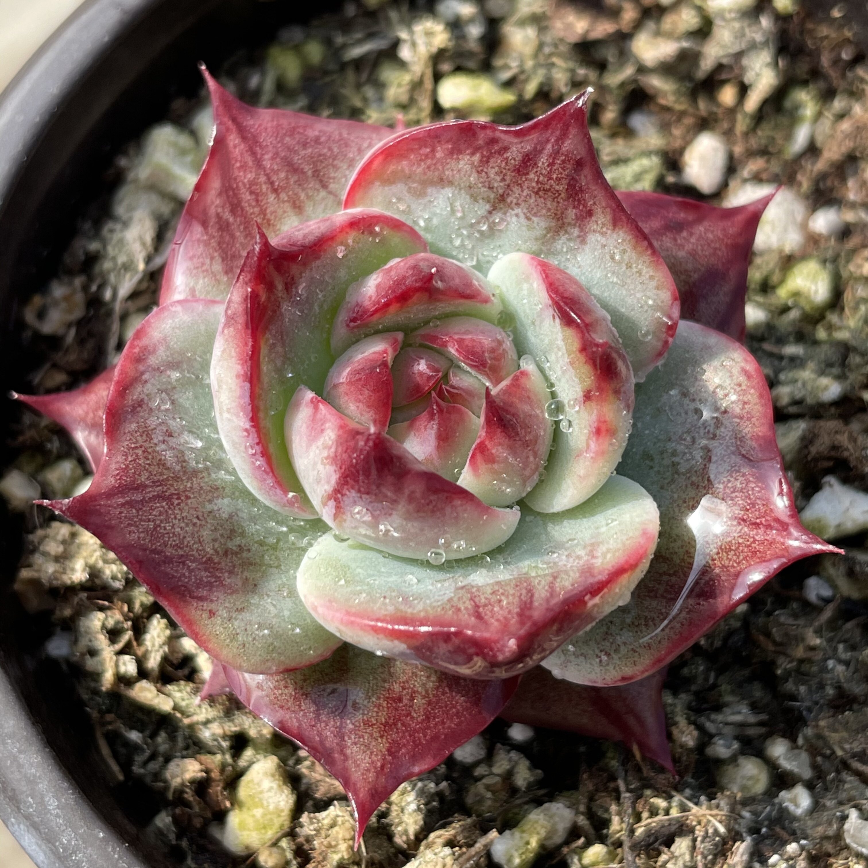 无肉不欢惊鸿仙子子叶小苗卡西欧赤锦一物一拍多肉多肉植物