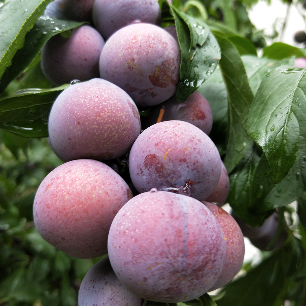 甜脆箱包整箱现摘新鲜水果李水果脆红李大果李子李子