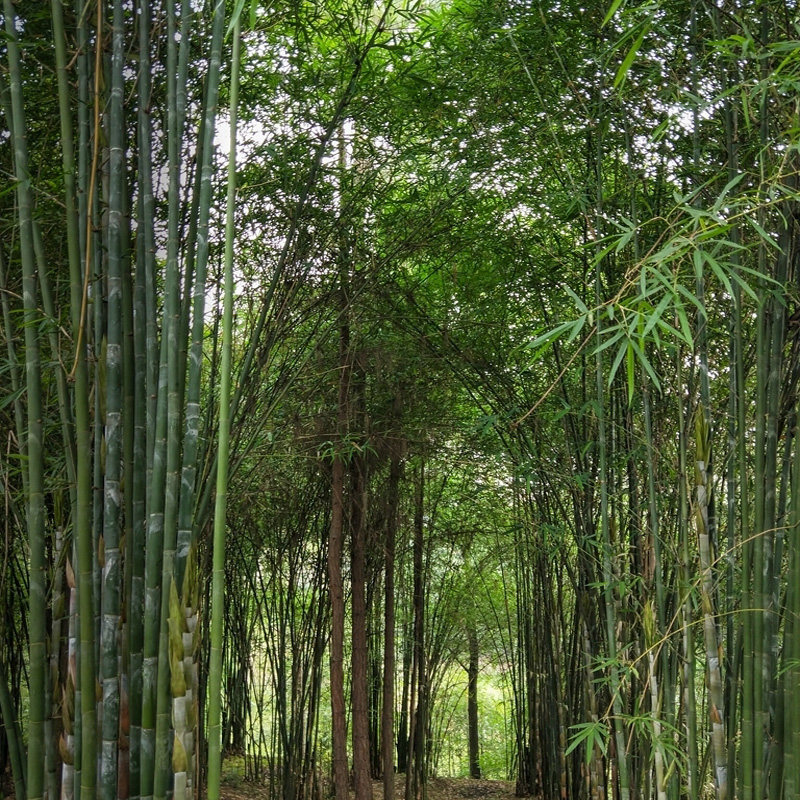 竹子云南糯米香竹竹筒饭竹景观竹园园艺庭院绿植
