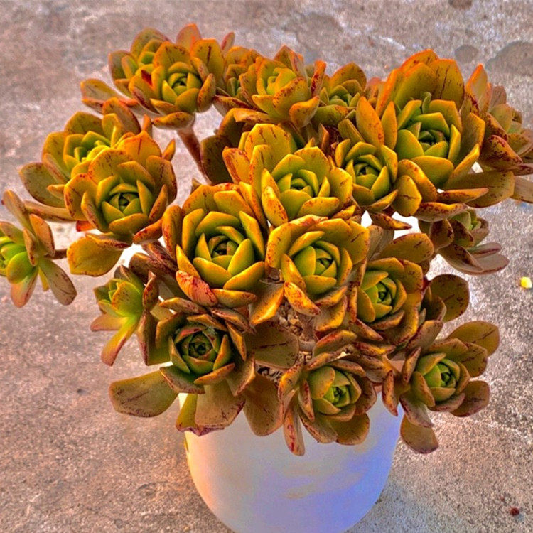 法师新手好养多肉植物绿茶伊达欧紫荷兰圆叶多肉植物