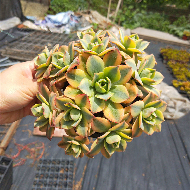 星爆多头手捧花星爆法师灿烂法师多头老桩大型多肉植物法师老桩