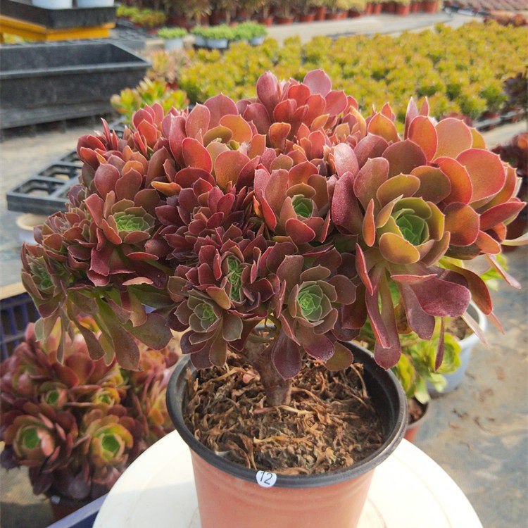 缀化韶羞欧紫法师万圣节朵朵缀缀化多植物稀有多肉植物