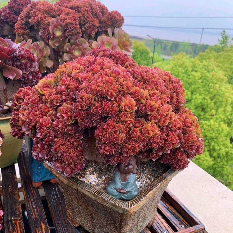 缀化韶羞欧紫法师万圣节朵朵缀缀化多植物稀有多肉植物