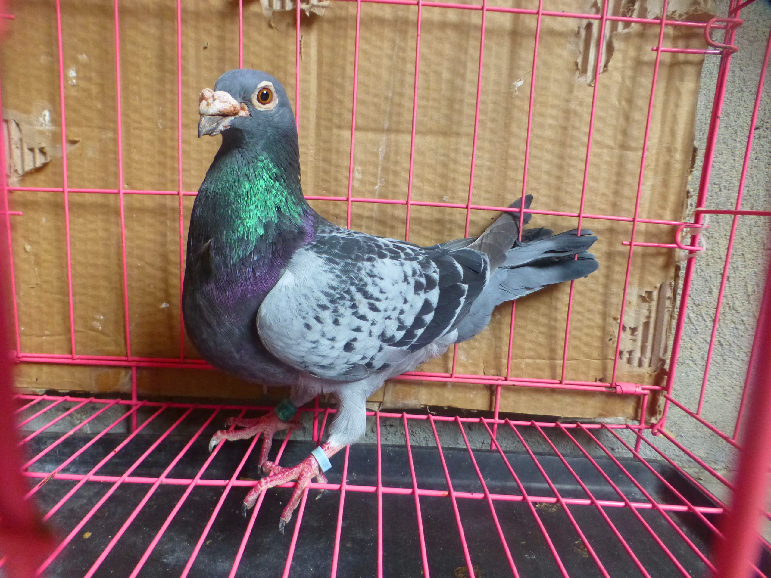 鸽子赛鸽信鸽种鸽幼鸽成绩天落血统跃龙吴淞鸟