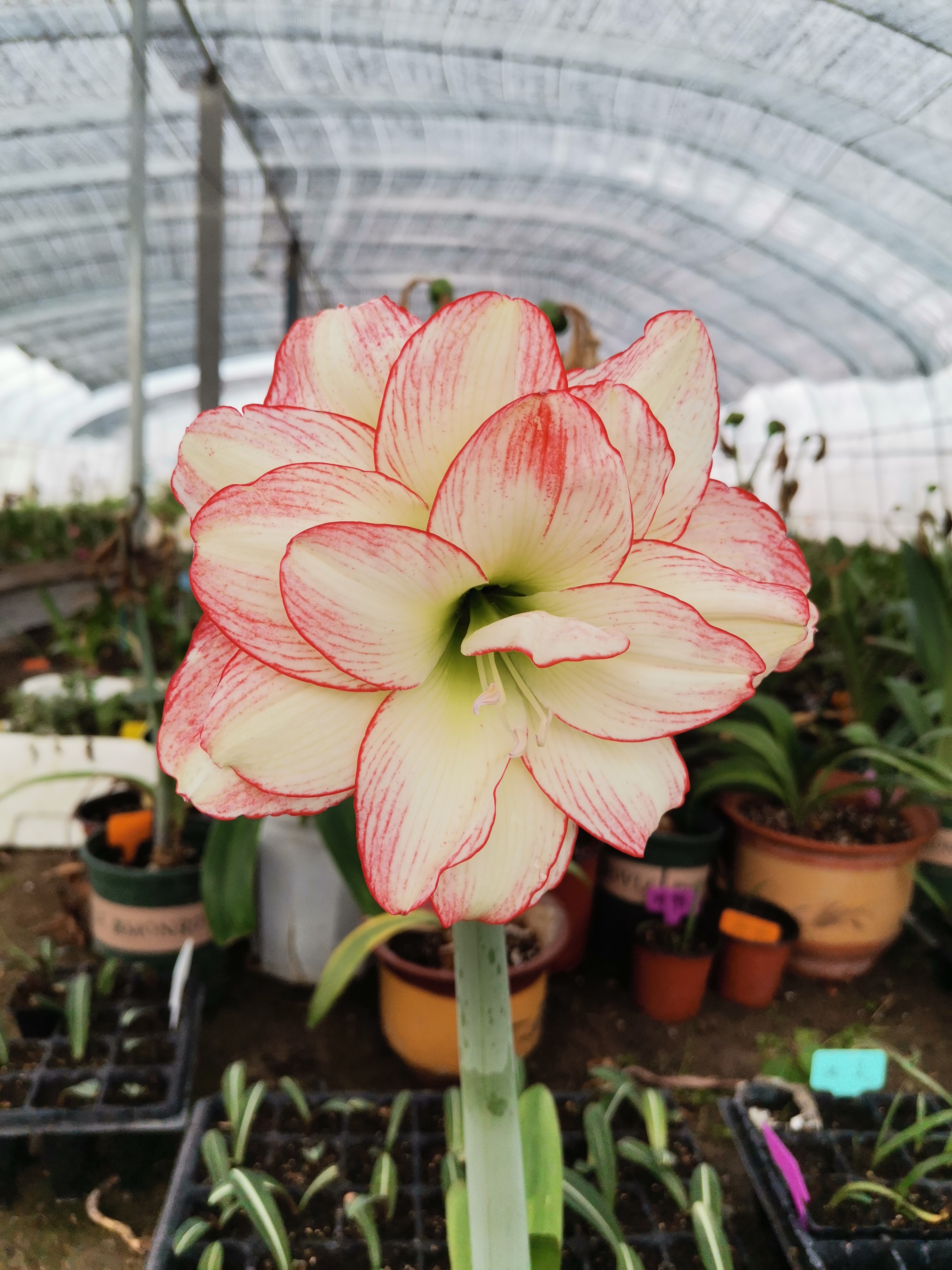 现货精品重瓣朱顶红皮皮花卉