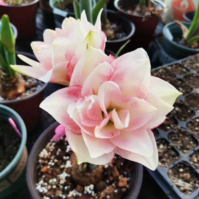 多年生球根重瓣朱顶红选美皇后秋季可种植室内阳台种植